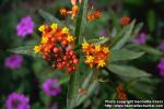 Photo: Asclepias curassavica.