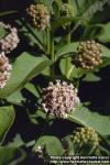 Photo: Asclepias syriaca 1.