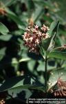 Photo: Asclepias syriaca 3.