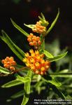 Photo: Asclepias tuberosa 3.