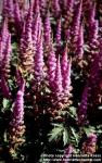 Photo: Astilbe chinensis 2.