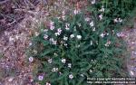 Photo: Astragalus alpinus.