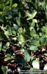 Photo: Astragalus glycyphyllos 1.