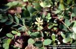 Photo: Astragalus glycyphyllos.