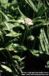 Photo: Astrantia major.