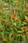 Photo: Asclepias curassavica 1.