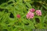 Photo: Asclepias 2.