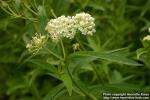 Photo: Asclepias 3.