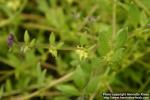 Photo: Asperugo procumbens 3.