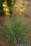 Photo: Asphodeline lutea.