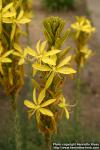 Photo: Asphodeline lutea 1.