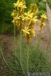 Photo: Asphodeline lutea 2.