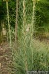 Photo: Asphodeline lutea 3.