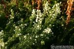 Photo: Symphyotrichum ericoides.