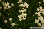 Photo: Solidago ptarmicoides 2.