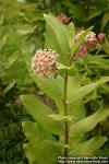 Photo: Asclepias syriaca 7.