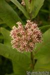 Photo: Asclepias syriaca 9.