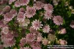 Photo: Astrantia major 5.