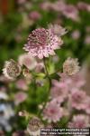 Photo: Astrantia major 6.