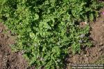 Photo: Astragalus alpinus 3.