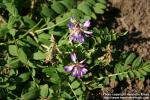 Photo: Astragalus alpinus 4.