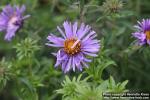 Photo: Symphyotrichum novae-angliae 12.