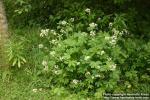 Photo: Astrantia major 07.