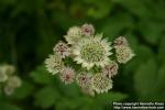 Photo: Astrantia major 08.