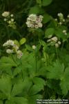 Photo: Astrantia major 09.