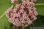 Photo: Asclepias syriaca 18.