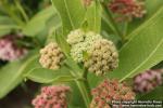 Photo: Asclepias syriaca 19.