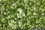 Photo: Asperula tinctoria 2.