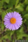 Photo: Aster tongolensis 2.