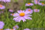 Photo: Aster tongolensis 3.