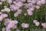 Photo: Aster alpinus 2.