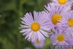 Photo: Aster alpinus 3.