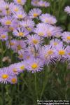 Photo: Aster alpinus 4.