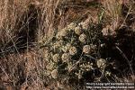 Photo: Asclepias asperula 1.