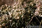 Photo: Asclepias asperula 2.