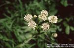 Photo: Astrantia major 1.