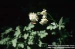 Photo: Astrantia major 4.