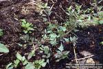 Photo: Atriplex prostrata.