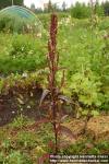 Photo: Atriplex hortensis.