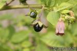 Photo: Atropa belladonna 10.