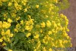 Photo: Aurinia saxatilis 3.