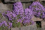 Photo: Aubrieta columnae.