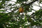 Photo: Averrhoa carambola 1.