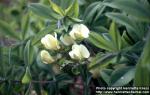 Photo: Baptisia bracteata 1.