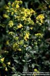 Photo: Barbarea vulgaris 2.