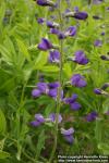 Photo: Baptisia australis 1.